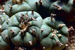 250px-Peyote_Cactus
