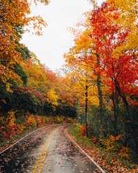 Alpha-Universe-Fall-Color-Cate-Schweitzer-1