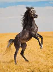 images - 2025-07-03T215938.491