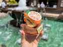 jun25-wdw-disney-springs-amorettes-flavors-of-florida-2-scaled