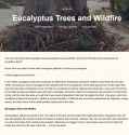 2025 call eucalyptus