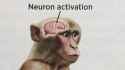 neuron activation