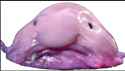 blobfish