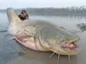 Wels Catfish huge