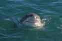 sharky2
