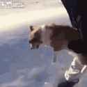 dog-sky (1)