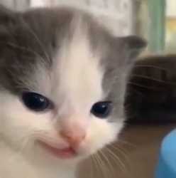 17685323