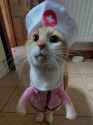 cat cosplay