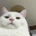 Cat monitoring the situation