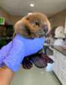 Baby beaver