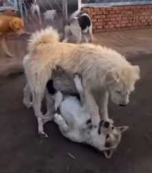 UUUU