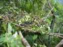 Gorilla_nest_in_the_Mawambi_HIlls