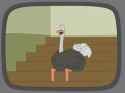 Live_Studio_Ostrich