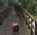 299 KB