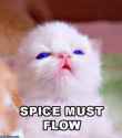 Spice_Must_FlowKitten