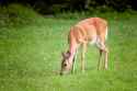 Do_Deer_Eat_Grass[1]