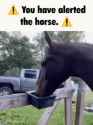 you-have-alerted-the-horse-horse