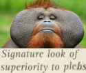 orangutan_flange_chad