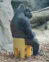 gorilla contemplating