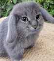 cat rabbit