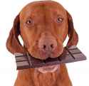 Vizsla-Chocolate-500x486