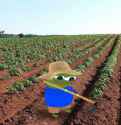 Farmer Pepe