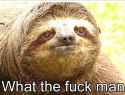 confused sloth