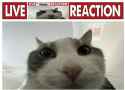 livecatreaction