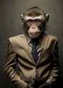 monkey suit