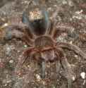 1024px-Grammostola.rosea.with.hair.patch