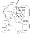 Spider_external_anatomy_en