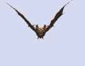 Giant_Bat