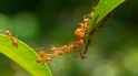 Ant-bridge-hero--Factfile_BBC-Earth-Factfiles-
