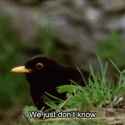 confused-bird