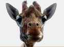 munching-giraffe