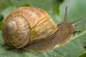 snail