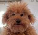 plush dog