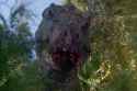 Bull_rex