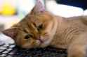 nat_sad-cat-10