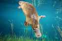 platypus-diving_3x2-3302261649