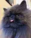 catface