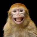monkesmile