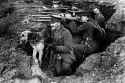 WW1dog