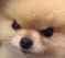 madpup