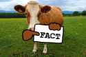 brown-Guernsey-cow-fact
