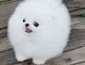 fluff
