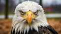 front-view-of-closeup-of-bald-eagle-bird-in-the-jungle-photo