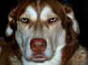 unamused_husky