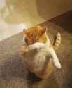 cat dab