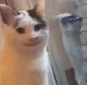cat well